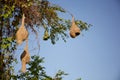 Ploceus birdÃ¢â¬â¢s nest on tree. Natural wild animal photography. Empty bird nest on tree.